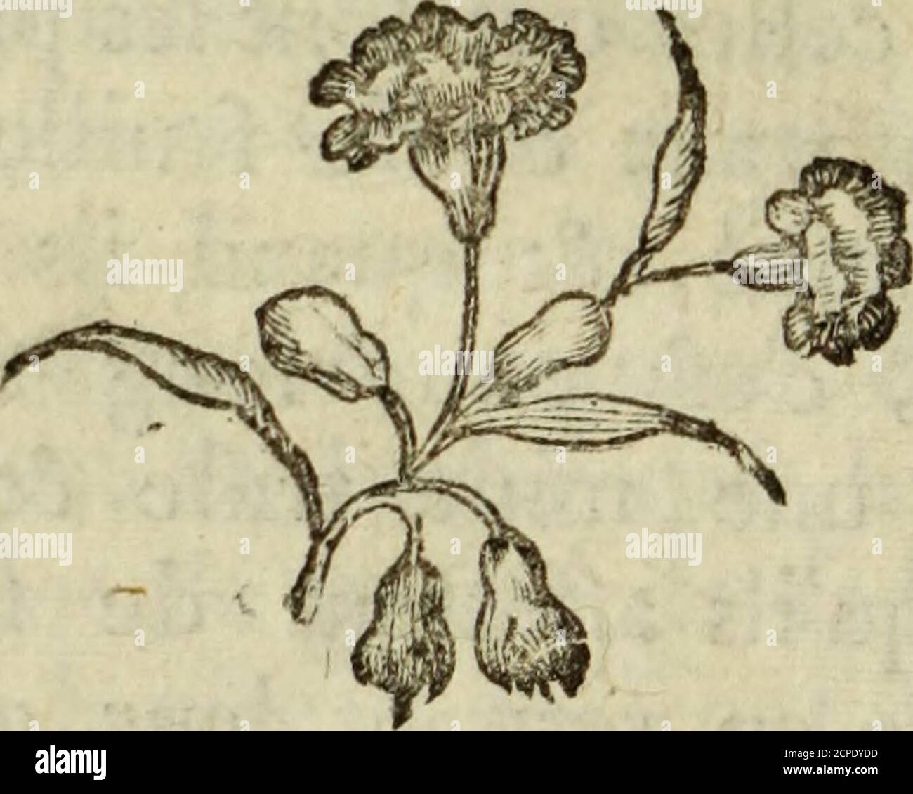 . Historique naturel des oiseaux. ils ontïde vol. Enfant & court ne pofent que les branches chicanes, et chercherchant depréréférence celles qui font les plus greniesde petits rameaux & de feuilles ^ ils onteu de vivacité, & ils et quils unefois font les plus de petits pieds, de longs fps, il faut une mine trifte & fombre, on diit quils affeâent de fe donnerun air grave en retriant leur groffe têteentre les ampoules *, elle paroisit alors-vrir tout le dévant du corps. Leur naturel est parfait à leur figure principale et à leur niveau principal matériel -, leur corps eftaufïi grand que long, et ils ont beaucou Banque D'Images