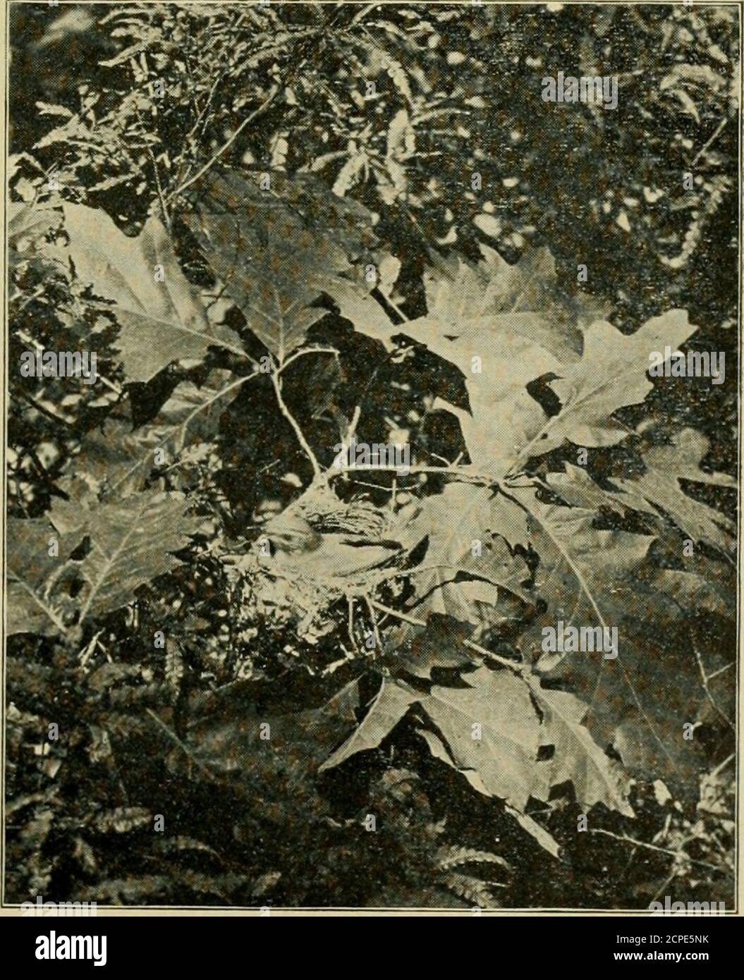 . Ornithologie américaine pour la maison et l'école . wers à certains d'entre eux. Votre ami, Meg Merrytheïd. ORNITHOLOGIE AMÉRICAINE. 313 RÉPONSES AUX PUZZLES DE SEPTEMBRE. Charade 1. Nightingale. Charade 2. Maryland gorge jaune. Oiseaux ressemblant à des Bruant anglais en couleur. Bruant, Chipping,Field, Fox, Grasshopper, Ipswich, Savanna, Seaside, Sharp-Sale,Song, Swamp, Tree, Vesper, White-Lroated, theGoldfinch en plumage d'hiver, aussi les femelles du Bobolink, theRed-Winged Blackbird, The Red-Poll, Purple Bunch, Indigo Finch, Irene Williams et The Grosbeatting, THE HONOR Banque D'Images