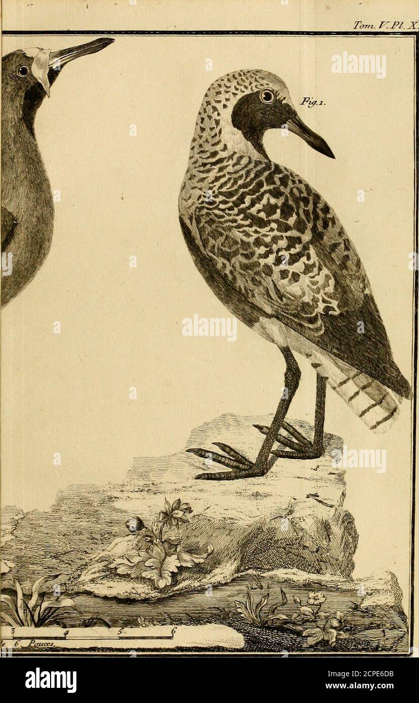 . Ornithologie, ou, méthode contentant la division des oiseaux en ordres, sections, genres, especes & leurs variétés : A lacelle on a joint a description exacte de chaque espece, avec les citations des auteurs qui en ont traité, les noms qui ont fait don, ces que leur ont fait don des différentes nations, et les noms vulgaires . t^tnneau. Yns. A . T^nane anneaien/. TMN.T:FL.X.. •X . J^nneau. arme du <Sene^al Ta7n..V:PL.X. Banque D'Images