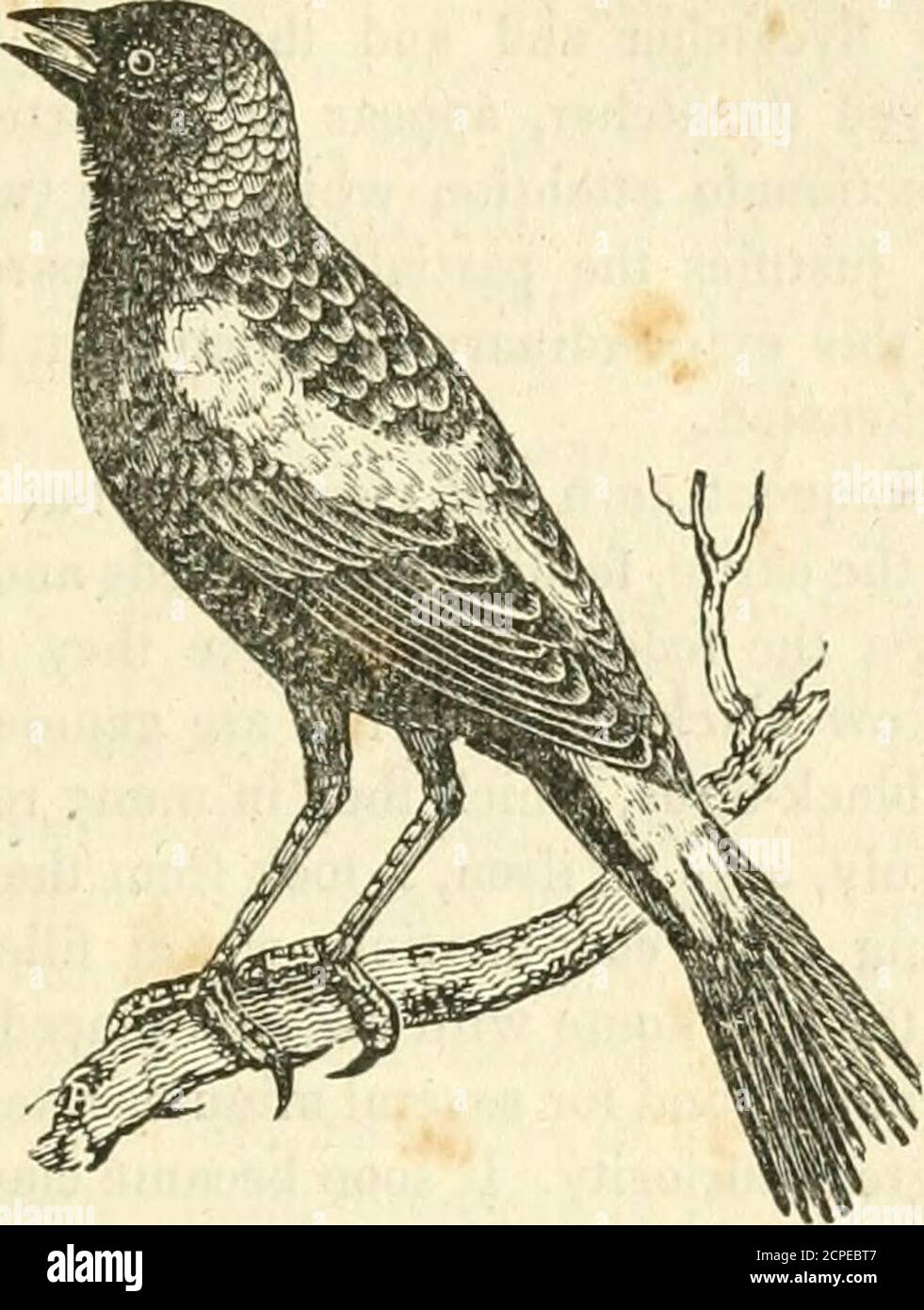 . Un système d'histoire naturelle : contenant des scientifiques [sic] et des descriptions populaires de l'homme, des quadrupèdes, des oiseaux, des poissons, des reptiles et des insectes . s aucune miséricorde, comme son excellent fleshis. Ils font de grands dégâts au blé et à l'orge de Virginie, et dévorent avec impatience les jeunes oreilles de maïs indien. Ils se nourrissent également de vers, 1 Emheriza citrinella, Lin. Le genre Emberiza, ou Bunting, a la colline court, coni-cal, comprimé, tranchant : la mandibule supérieure plus étroite que le dessous, les bords des deux repliés vers l'intérieur; narines, basal, arrondies, surmontées et partiellement couvertes par les féath-ers du front ; orteil Banque D'Images