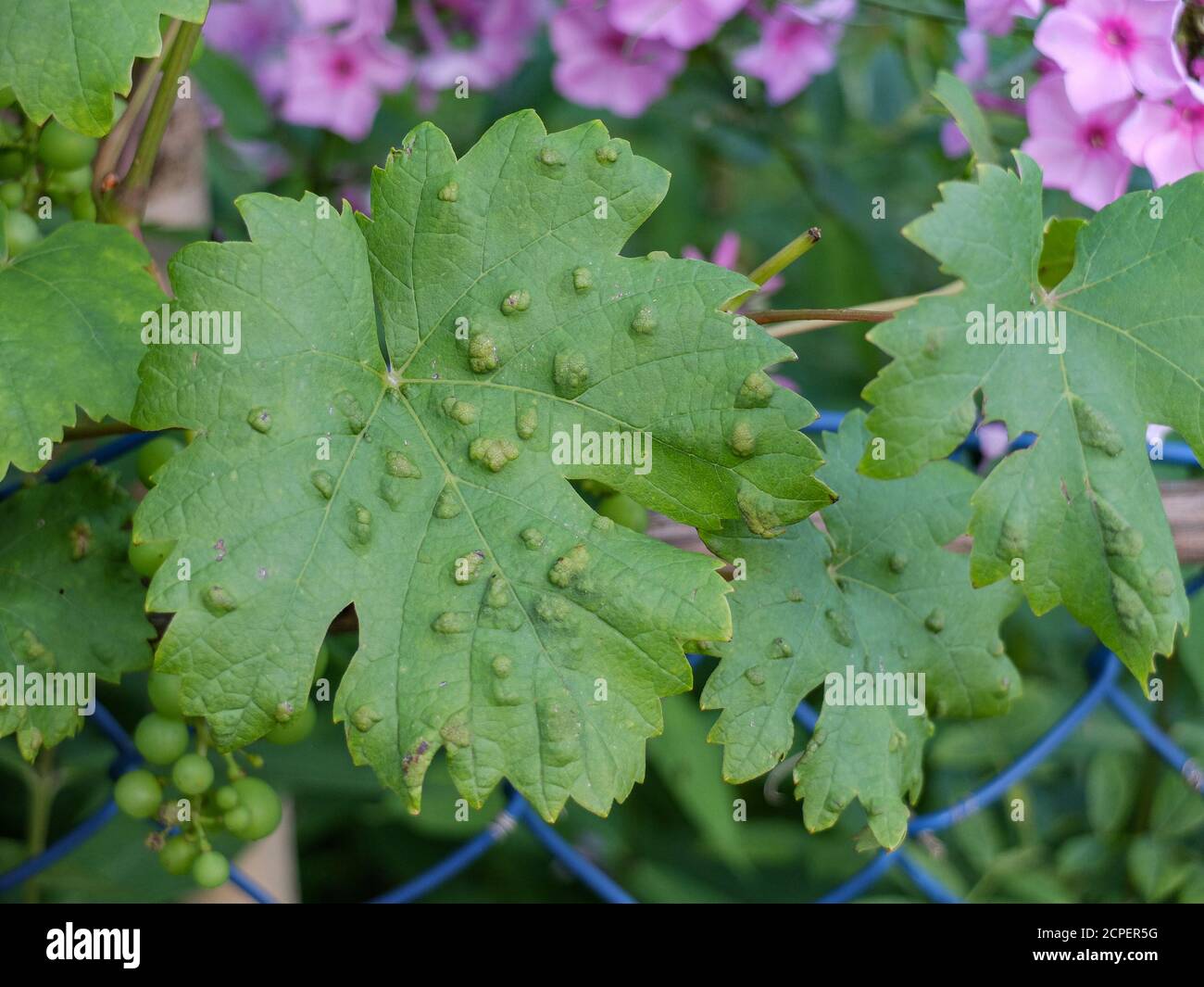 Maladies du raisin Banque de photographies et d’images à haute — free download