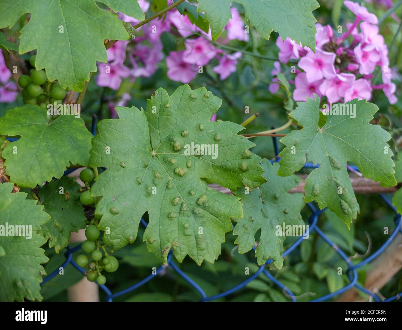 Feuilles de raisin (Vitis vinifera) infestées par la variole du raisin (Eriophyes vitis) Banque D'Images