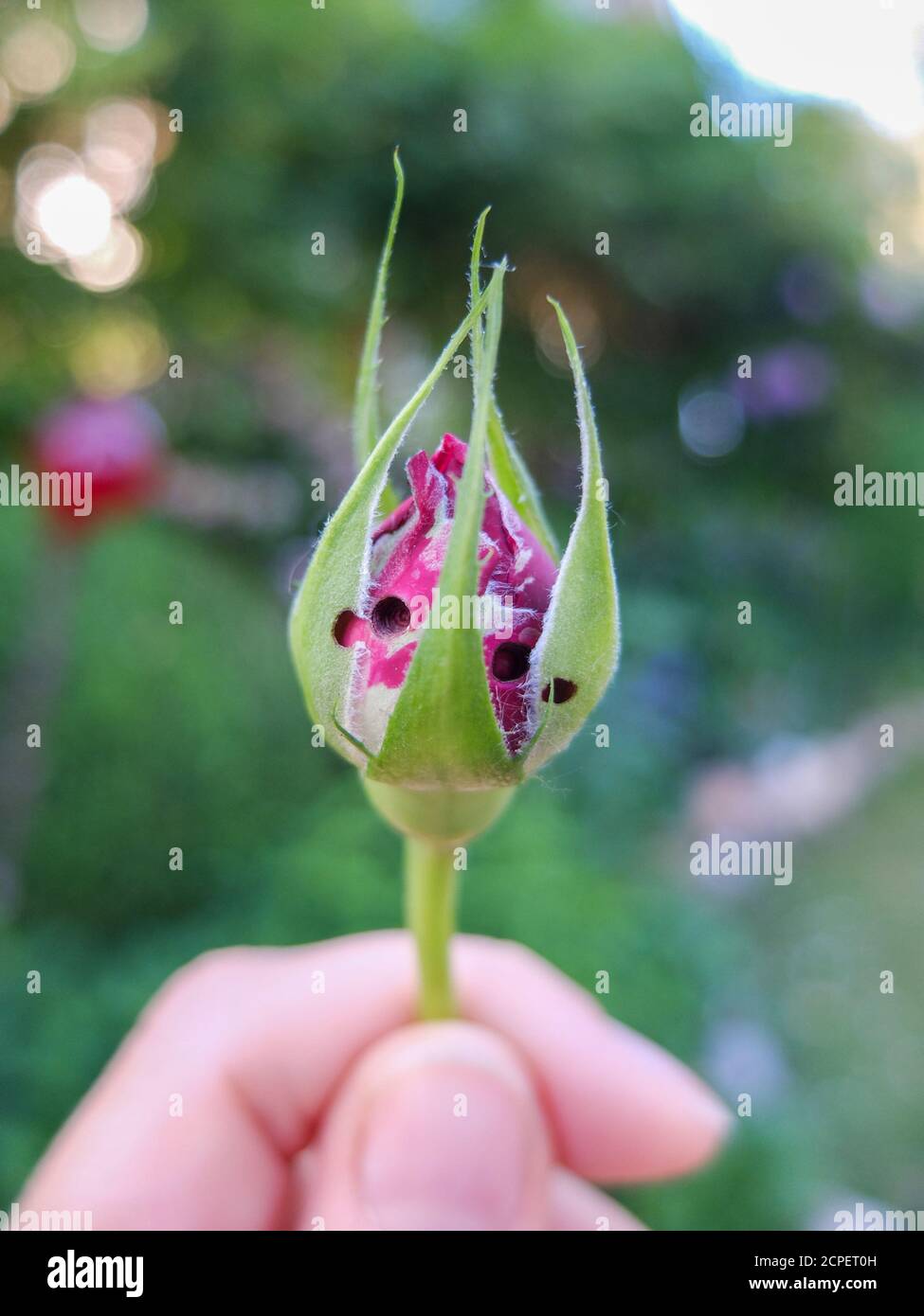 Trous dans le rosebud causés par les larves du guêpe perroquet (blennocampa phyllocolpa) Banque D'Images