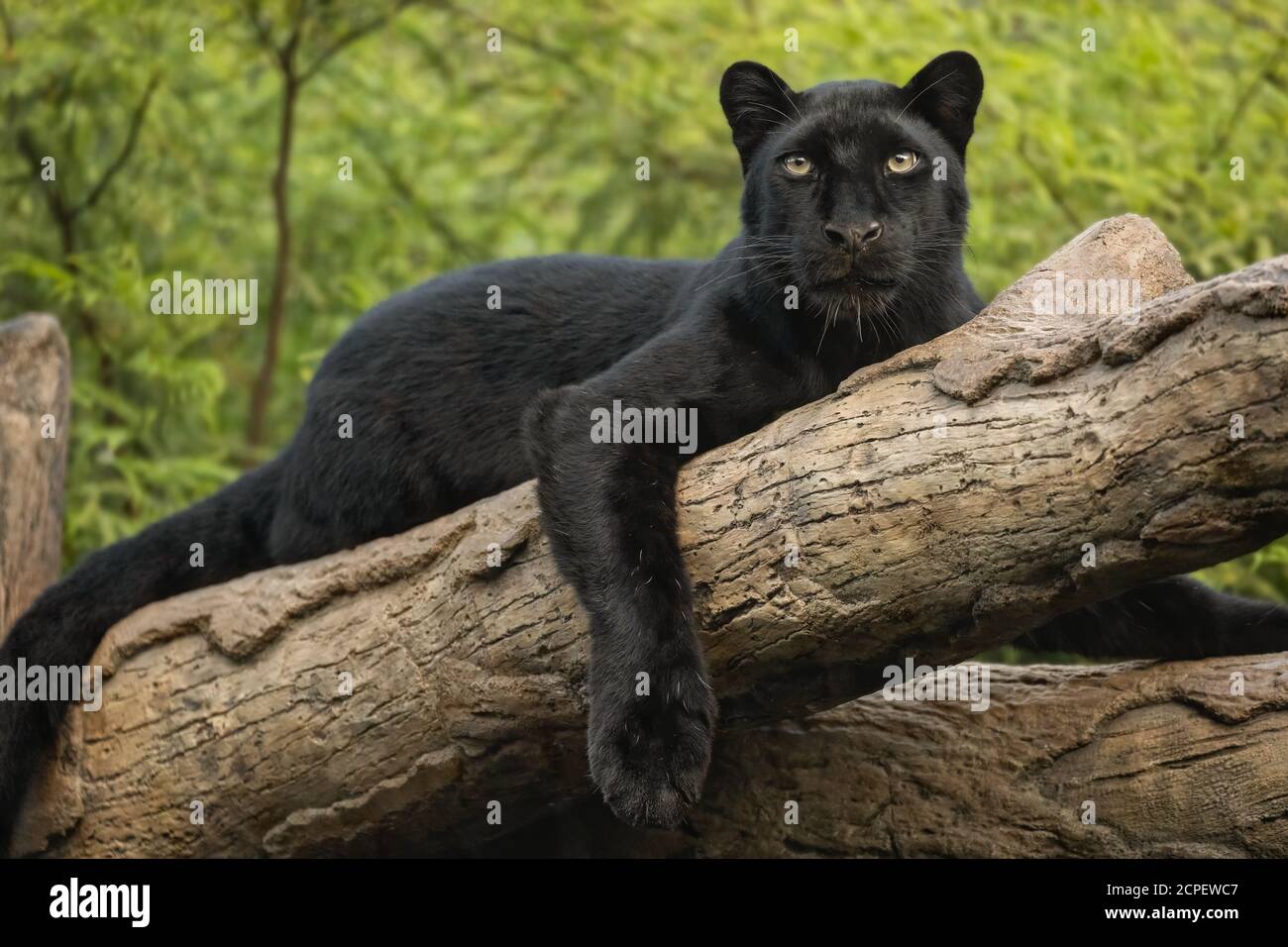 Mammal Animal Predator Panther Banque D Image Et Photos Alamy