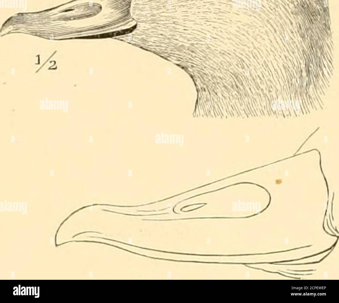 . Les oiseaux aquatiques de l'Amérique du Nord . diffèrent très décidément de tous les speci-mens américains ; mais le troisième, un mâle adulte (No 15584 février 8, 1844), du Baron von Muller, est identique à l'oiseau américain, et peut être un spécimen anaméricain. En mettant de côté ce dernier ex-ample, les différences entre les deux espèces areverj évident, composé des points suivants :le mâle de ce. Nigra a le bec noir, includingle bouton basal, les ponceaux ayant un bouclier-shapedpatch de jaune, s'étendant à la base du bouton, Et aller de l'avant presque jusqu'au clou ; la fin de la facture est altoge Banque D'Images