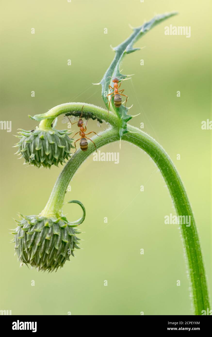 symbiose entre pucerons et fourmis rouge sur une plante de chardon, environnement naturel, Banque D'Images