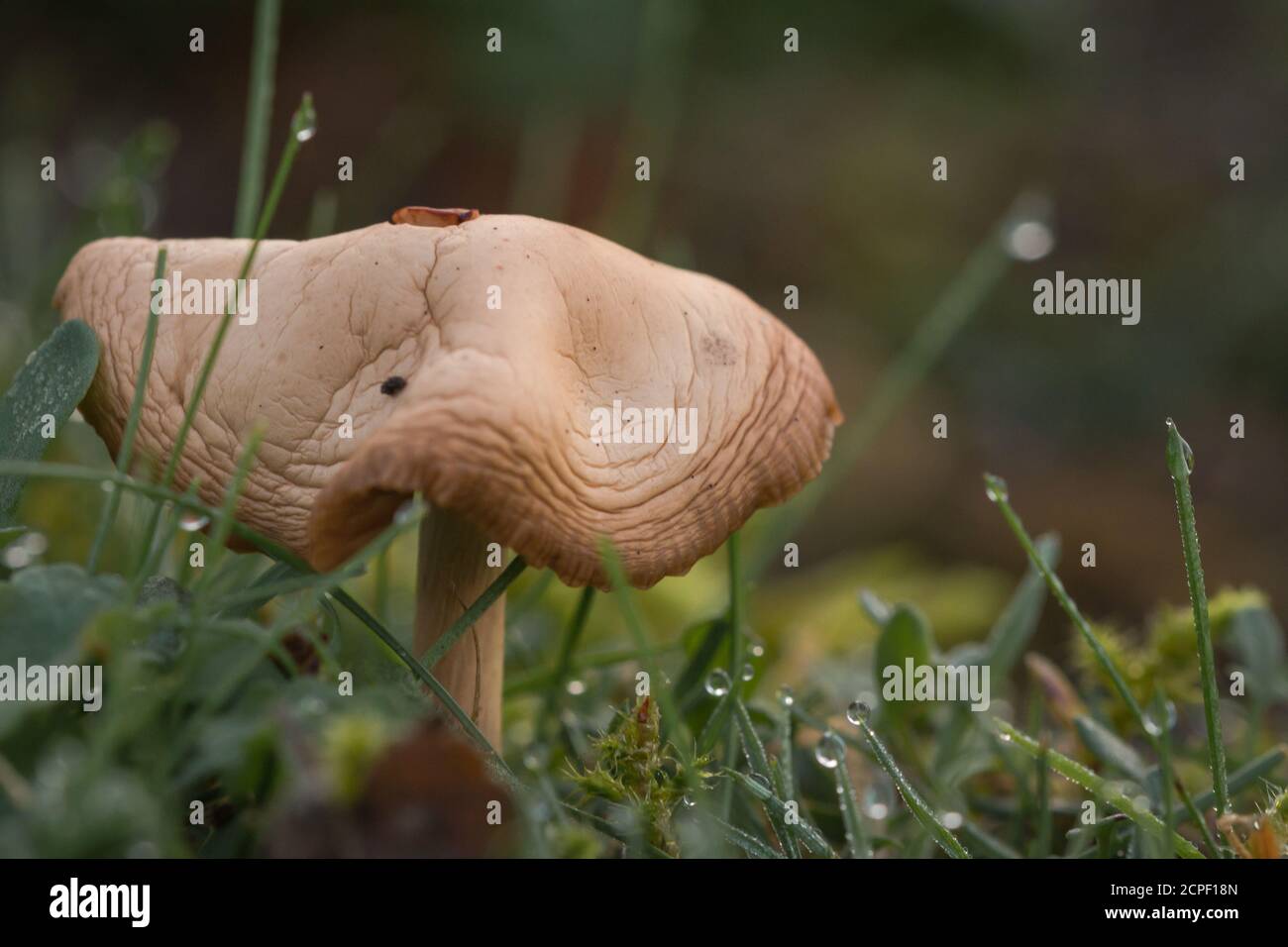 Un champignon pousse parmi l'herbe recouverte de rosée dans East Wretham Heath, dans Norfolk Banque D'Images