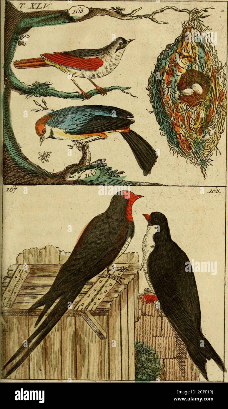 . Unterhaltungen aus der Naturgeschichte . lauerfd)toa(t)e* (170) 5Die ©afaußane mit ii;cem eßbaren 3lejle» (171) (^ebr t&gt;iel ei^nee; unb ber Sedrad^tung^ tvurbige*^abenbijle» (37). 3&ra*nöbeli(lfurj, fpii^ig^. Lungcbonen «nb an titr Ssausel platt, bte Jutige breit«nb DDrue lapiM^* Der auf9efv&gt;mre Stöcken ^ategvogcr Umfang NB t&nb DDrue lapiM^* Der föföföföföföföföföföföföp^b^iföföföföföföföpföpför;föpföpföpföpför 3*, iföp Banque D'Images