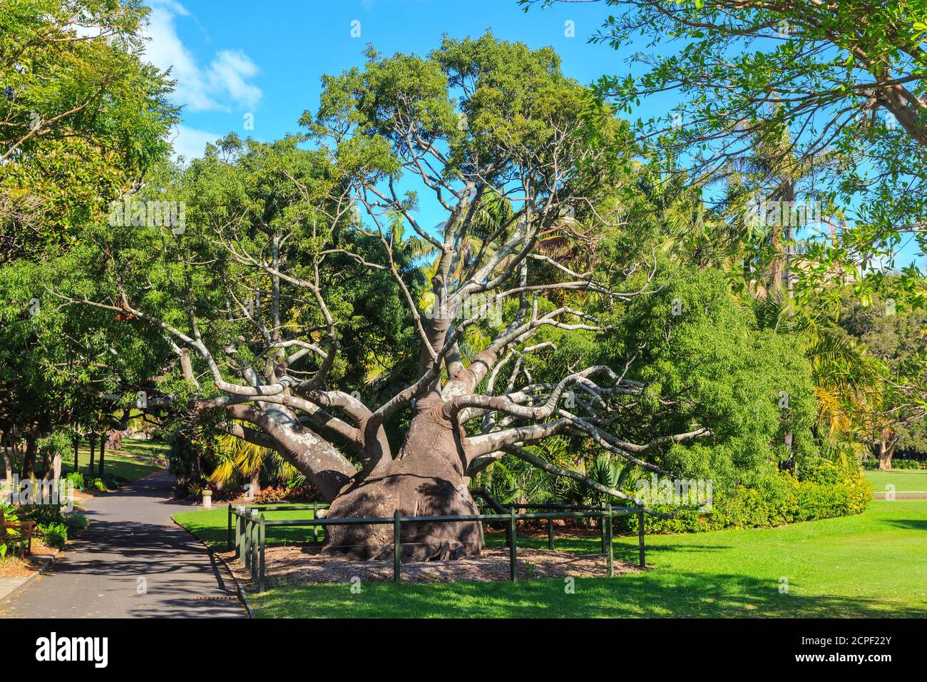 Un grand arbre à bouteilles du Queensland (Brachychiton rupestris) dans le Royal Botanic Garden, Sydney, Australie Banque D'Images