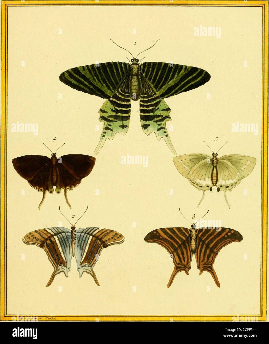 . [Planches enluminées d'histoire naturelle . ^fii.ru. Tijrt ?^iC3ni 1. Le Itocûti, lu J- JJonu/içac - 2. Et 3. LcNacre^dc S- Doitiinguc4 le Cuinlcravc , Je et lt;.• DJ/ni/u/iw. Panillolis a (Jiiiw ■ iLcPaûc^dc c iuciuii. 2 . /&lt;■ i[j/ctas raye iic SJKniiituiw. y & lt;/ &lt; le Biitit-VLrJ, ./•/. l /mu- Banque D'Images