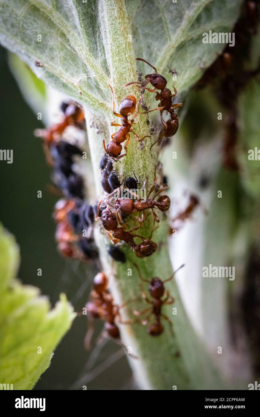 Une colonie de fourmis rouges (Myrmica ruginodis) de la ferme de mouche noire dans la végétation de Lakenheath Fen dans le Suffolk Banque D'Images