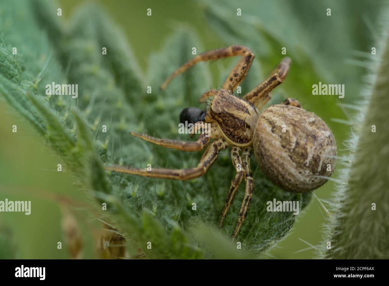 Une petite araignée de crabe (Xysticus cristatus) se cache parmi les feuilles d'ortie se nourrissant d'un petit coléoptère noir sur les déchets de Newmarket, Suffolk Banque D'Images