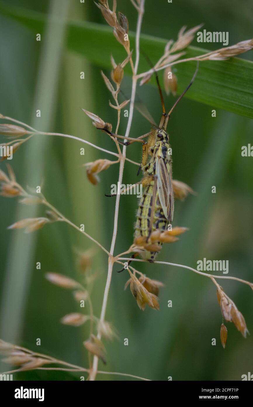 Le insecte noir et jaune Leptopterna dolabrata se trouve sur une fleur d'herbe dans les déchets de Newmarket Banque D'Images