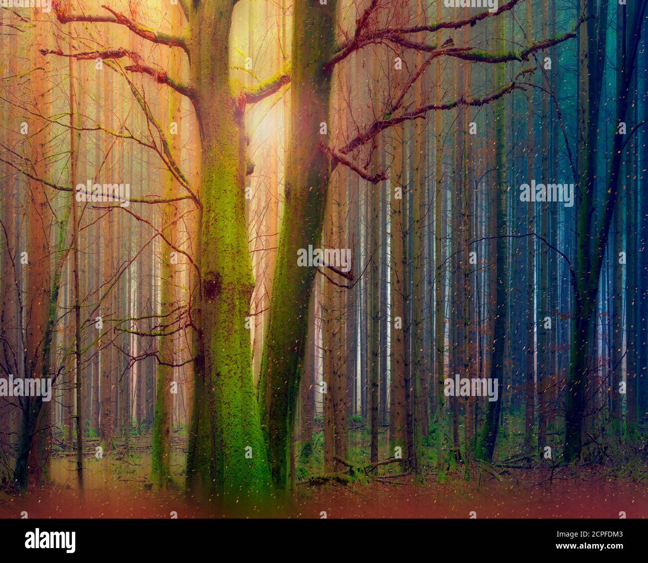 ART CONTEMPORAIN : magie dans la forêt Banque D'Images