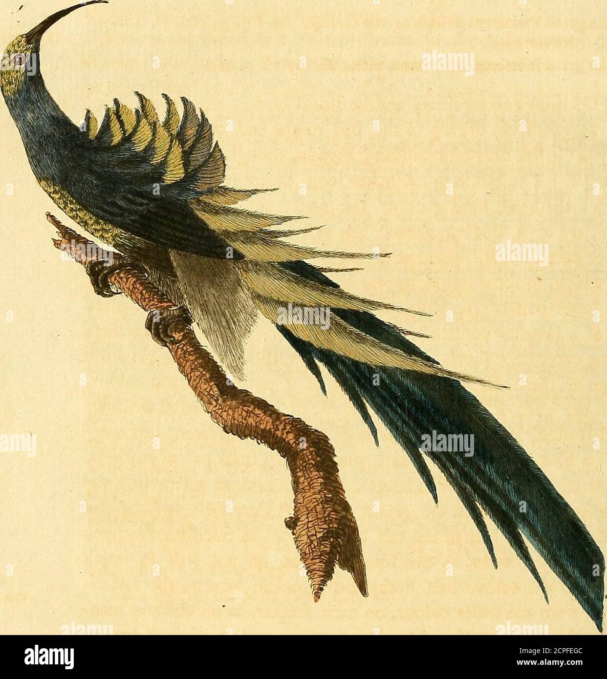 . Un synopsis général des oiseaux . notre : les irides sont noires : le haut de la tête % et les fides, sont de la couleur du fteel po-Jilhed: Le cou et la gorge sont noirs : la partie postérieure du cou, le dos et les ailes, les fcapulaires, et la queue sont brunes: les trois pieds sont tappés de vert brownifh, et la couleur des trois pieds de paler, à l'exception de la plume de queue extérieure, qui est noire sur.la toile intérieure sur toute la longueur : le pain et sous les parties du corps sont transfverfely ftriped avec noir et blanc, chaque plume ayant deux barres noires et deux barres blanches sur elle, avec la bavette gris: les ailes, quand clofed, atteignent fo Banque D'Images