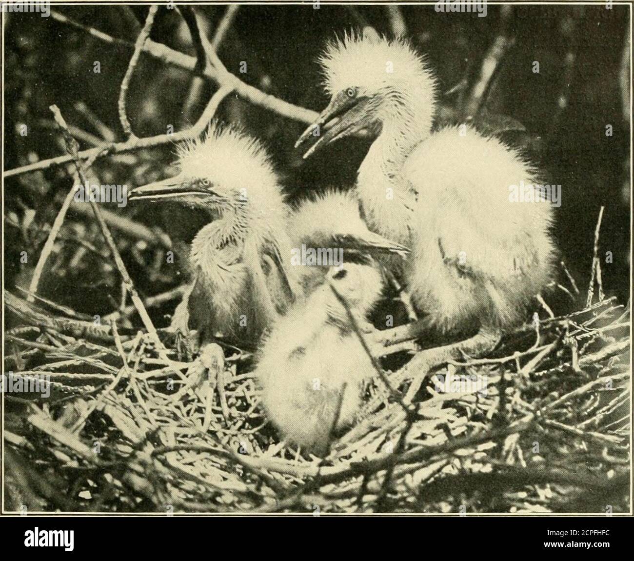 . Ailes sauvages; aventures d'un chasseur de caméra parmi les plus grands oiseaux sauvages d'Amérique du Nord sur la mer et la terre . JEUNES PETITS HÉRONS BLEUS submergés de forêt. Les arbres étaient inclimatoprobables, et le birdswary. La région est une région de fièvre paludique, et il n'y a pas de mandares blanches là-bas après le coucher du soleil pendant la saison chaude.même le responsable retourne toujours en ville après la journée de travail. Alors bientôt, nous aussi, avons dû arrêter, prendre le long jaunt au yacht, et de retour tôt le matin suivant. Mon ami, pensaque, avait assez de lui, alors j'ai quitté la fête, mis en place avec theoverseer, et a conduit avec lui sur son buckboard dessiné bya li Banque D'Images