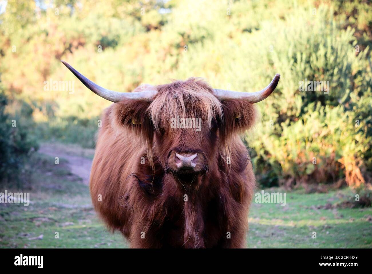 Taureau sauvage à cornes Banque D'Images