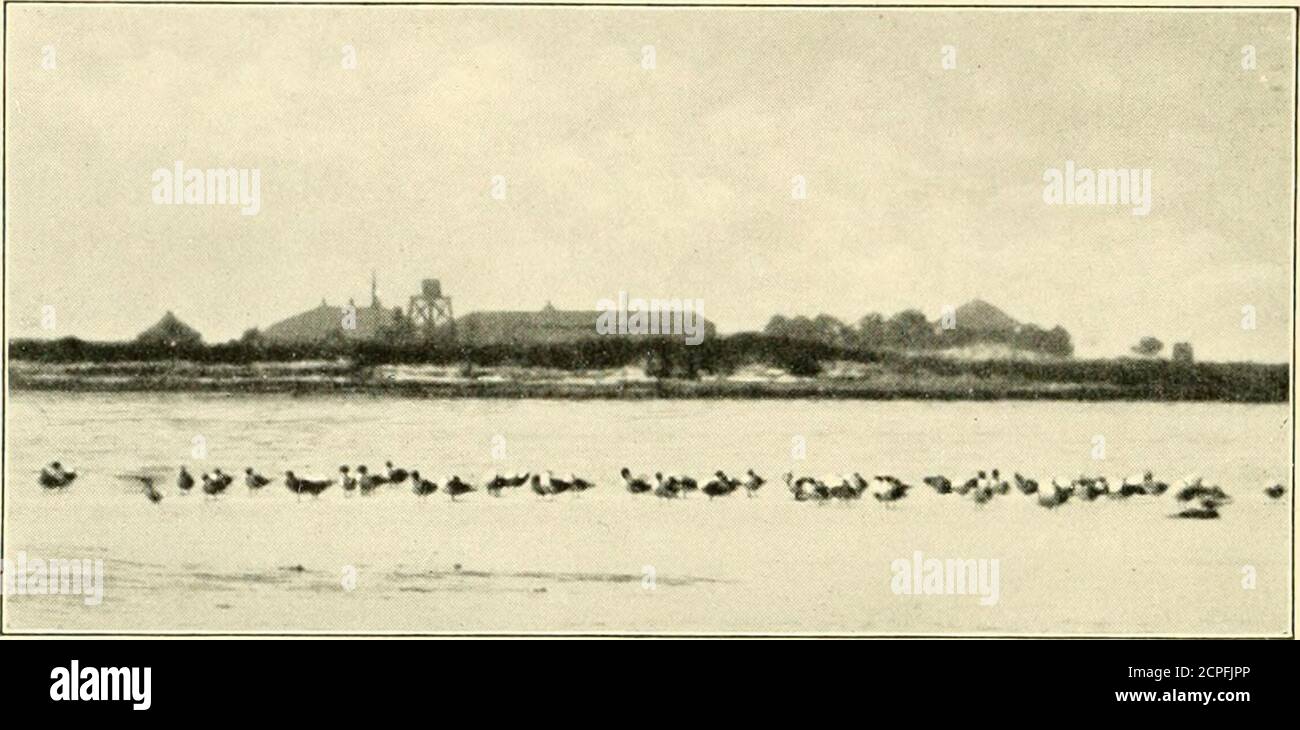 . Ailes sauvages; aventures d'un chasseur de caméra parmi les plus grands oiseaux sauvages d'Amérique du Nord sur la mer et la terre . TURQUIE BUZZARD. SUR LES PIGNONS MAJESTUEUX LA VAUTOUR. TROUPEAU DE GOÉLANDS RIRES PAR LA STATION DE QUARANTAINE CHAPITRE VII VIRGINIA OISEAUX MAISONS DE BEACH ET MARSH . . 7vUh une étape I StandOn le sable dur-emballé. FreeBy un monde de viarsh qui borde un monde de mer. Lanier. LA renommée de la région avait voyagé loin. Ses dis-tances étaient impressionnantes, ses plages de mer magnifiques, ses marais le symbole même de l'infini. Mais ce n'est pas la raison de sa renommée. C'était une terre d'oiseaux, —oiseaux de mer a Banque D'Images