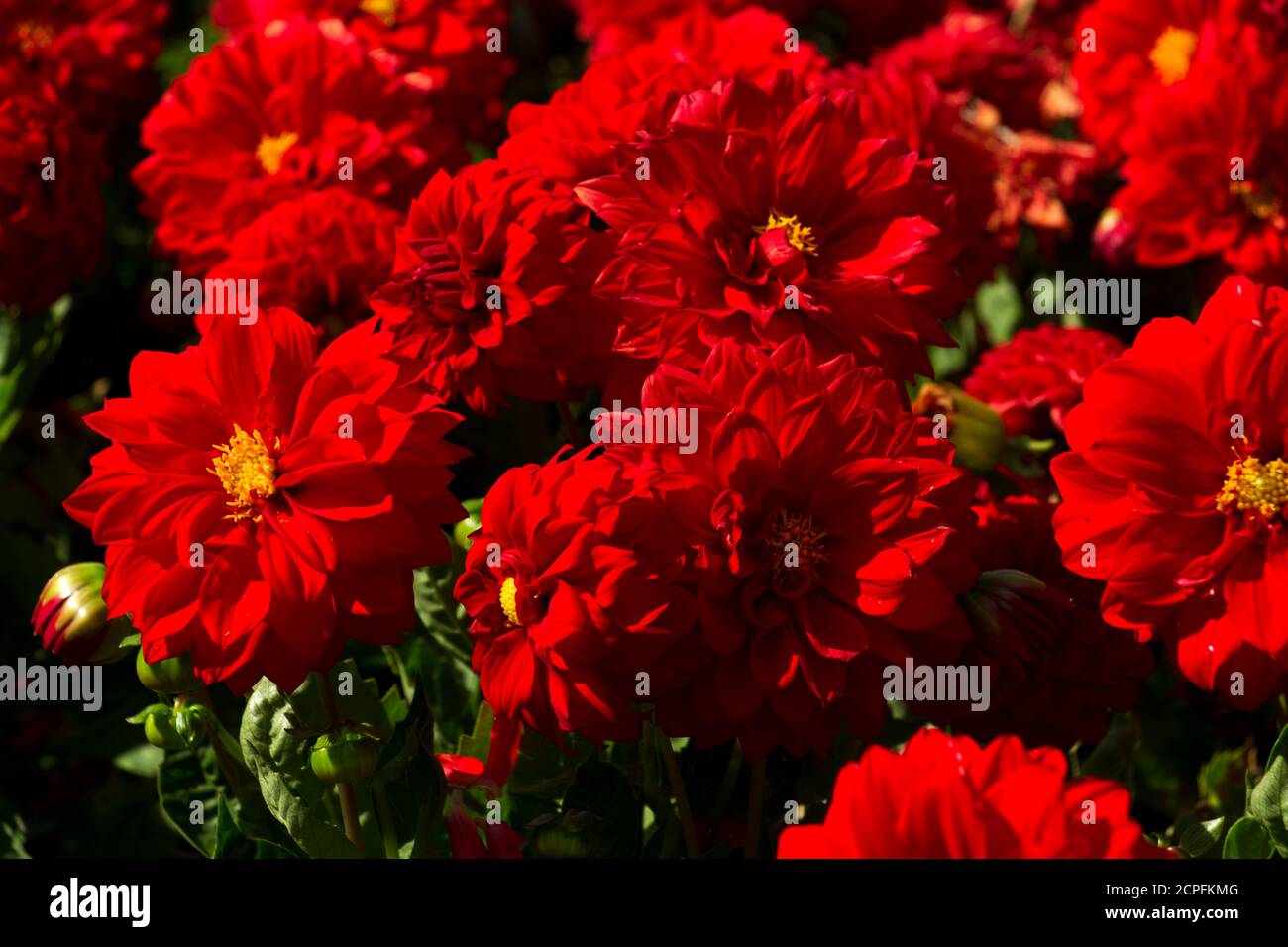 Les fleurs de la famille Dahlia sont populaires de literie qui donnent des expositions d'été vives. Ils sont originaires du Mexique mais ont longtemps été populaires auprès des jardiniers Banque D'Images