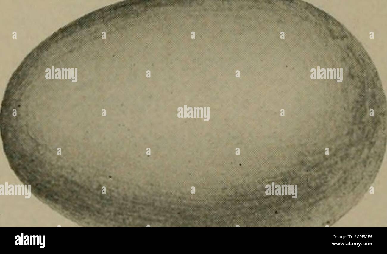 . Ornithologie américaine pour la maison et l'école . HERON VERT... ORNITHOLOGIE AMÉRICAINE. 121 HABITUDES. Le Green Heron est bien connu de tous ceux qui passent une grande partie de leur temps hors des portes. Il est connu de toutes sortes de noms dans différentes localités. Itwill sera une perte de temps pour les apprendre. Il est beaucoup mieux de connaître les birdsby leurs vrais noms. L'habitude de donner aux oiseaux tant de noms locaux cause beaucoup de problèmes à l'étudiant d'oiseau réel. C'est le héron que vous rincez le plus souvent de n'importe quel trou d'étang.il donne toujours un smawk Shill, ou une série d'entre eux, comme il startshis vol. Son vol est facile et Banque D'Images