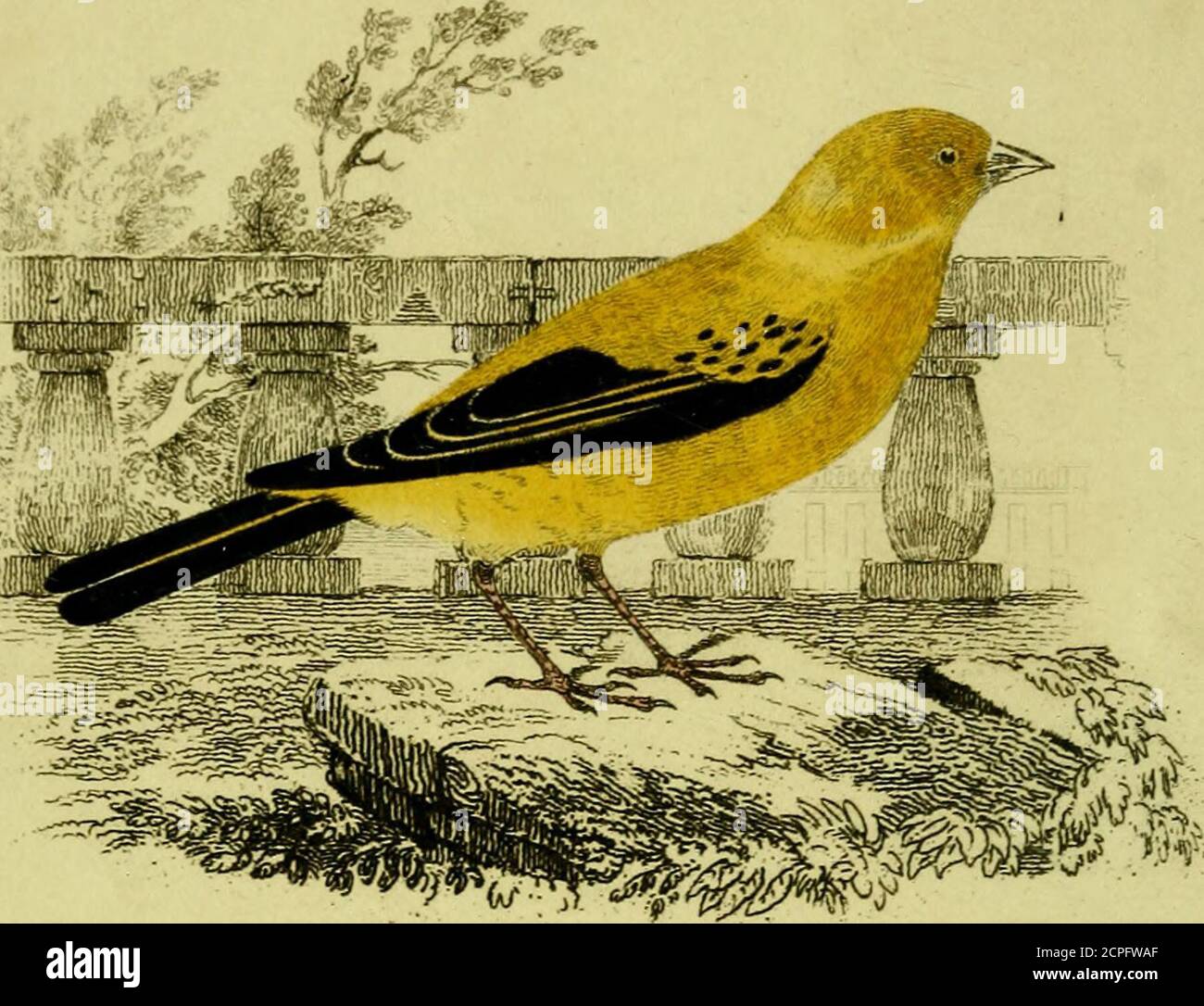 . Un traité pratique sur les oiseaux chanteurs britanniques : dans lequel on donne toutes les informations relatives à leur histoire naturelle, incubation, c. : avec la méthode d'élevage et de gestion des vieux et des jeunes oiseaux / . ractable avec ces luxes à un oiseau du prix qu'ils ont dû payer aux marVtts; et le fermier et Bi^edeimay lui rendent la source de bénéfice de liquabk.**— FC^-WERVJOURNAL AUSSI, PAR LE MÊME AUTRIOR, CHAQUE HOMME SON PROPRE BRASSEUR. Un TRAITÉ PRATIQUE sur LE BRASSAGE, adapté aux moyens des familles privées.Prix 8, cousu. MEAJLX CO(CKbibliographie00deit Banque D'Images