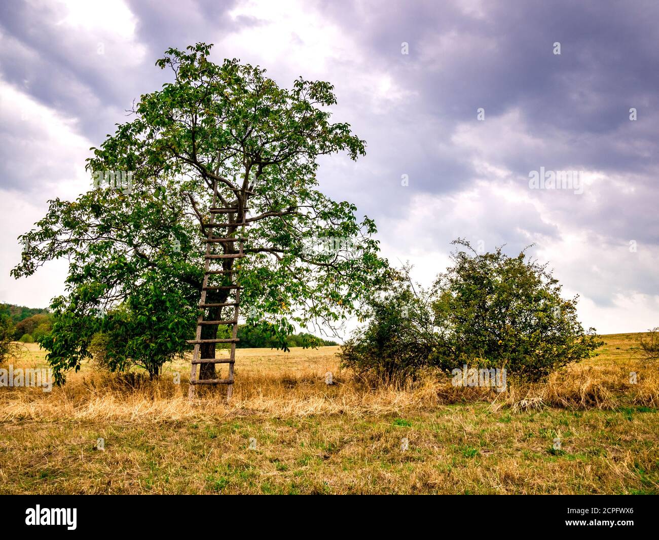 Noyer (Juglans regia) avec une échelle en bois sur le bord de la prairie à moitié sèche, sous ciel nuageux Banque D'Images
