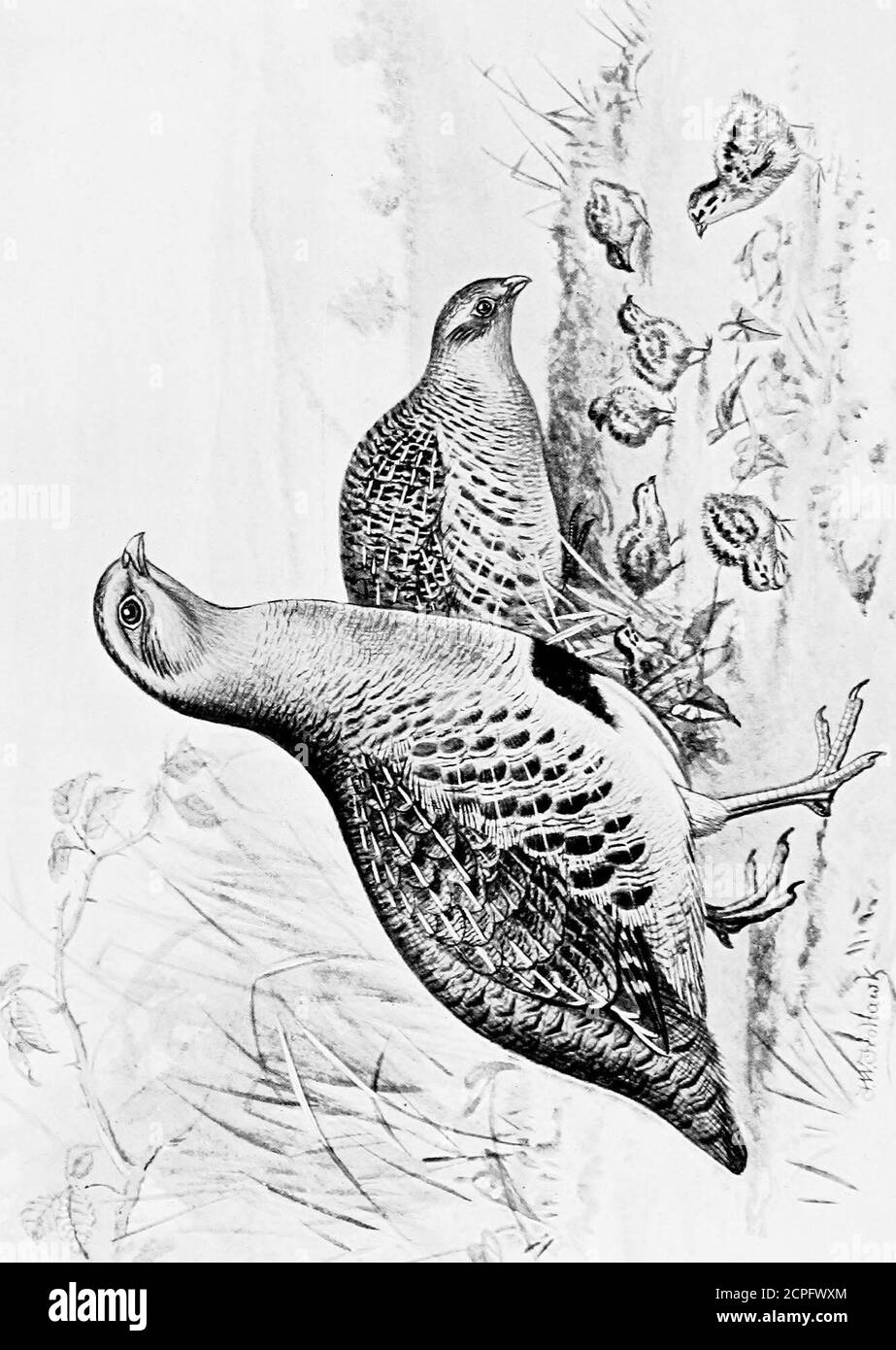 . Les oiseaux britanniques avec leurs nids et leurs œufs . ^ &gt;^-^. O a Q CC HCC & lt;a. Le perdrix. ^ constitue le plumage de l'ordinal}- phéasant. Ce sont des faisans bohémiens ridiculement nomméseux, de la pratique commune de donner à toutes les variationsgéographiques, qui sont presque invariablement imprécis et trompeurs. FAMILLE—PHA SIANID/E. Le perdrix. Perdix citierea, IvATH. EN Angleterre, nous avons deux oiseaux très distincts connus sous le nom de perdrix, le partridge gris commun appartenant au genre Perdix, qui se distingue par avoir dix-huit plumes dans la queue, et est sans spires; et le Red-leggedPa Banque D'Images