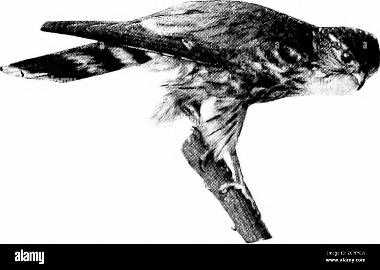 . Oiseaux à travers les années . Octobre. Il est tellement comme le Pigeon sauvage en couleur et posequ'il a été nommé I-igeon Hawk. Il hasnone de la belle châtaigne du Faucon de Sparrow.la couleur principale est bleu-slatyblue au-dessus, tandis que les parties inférieures varient en dif-ferent oiseaux de lumière à buff foncé, splashedwith brun. Il y a un collier brun arsty à l'extrémité du cou, et le tailleur a trois ou quatre barres blanches distinctes et une pointe blanche p^^^^^^^^^^^^. Comme le Sparrow Hawk, ils nichent dans des arbres creux, parfois sur de hautes falaises. Ils sont les moins timides des éclaireurs de jour, et souvent on peut approcher dans quelques-uns Banque D'Images