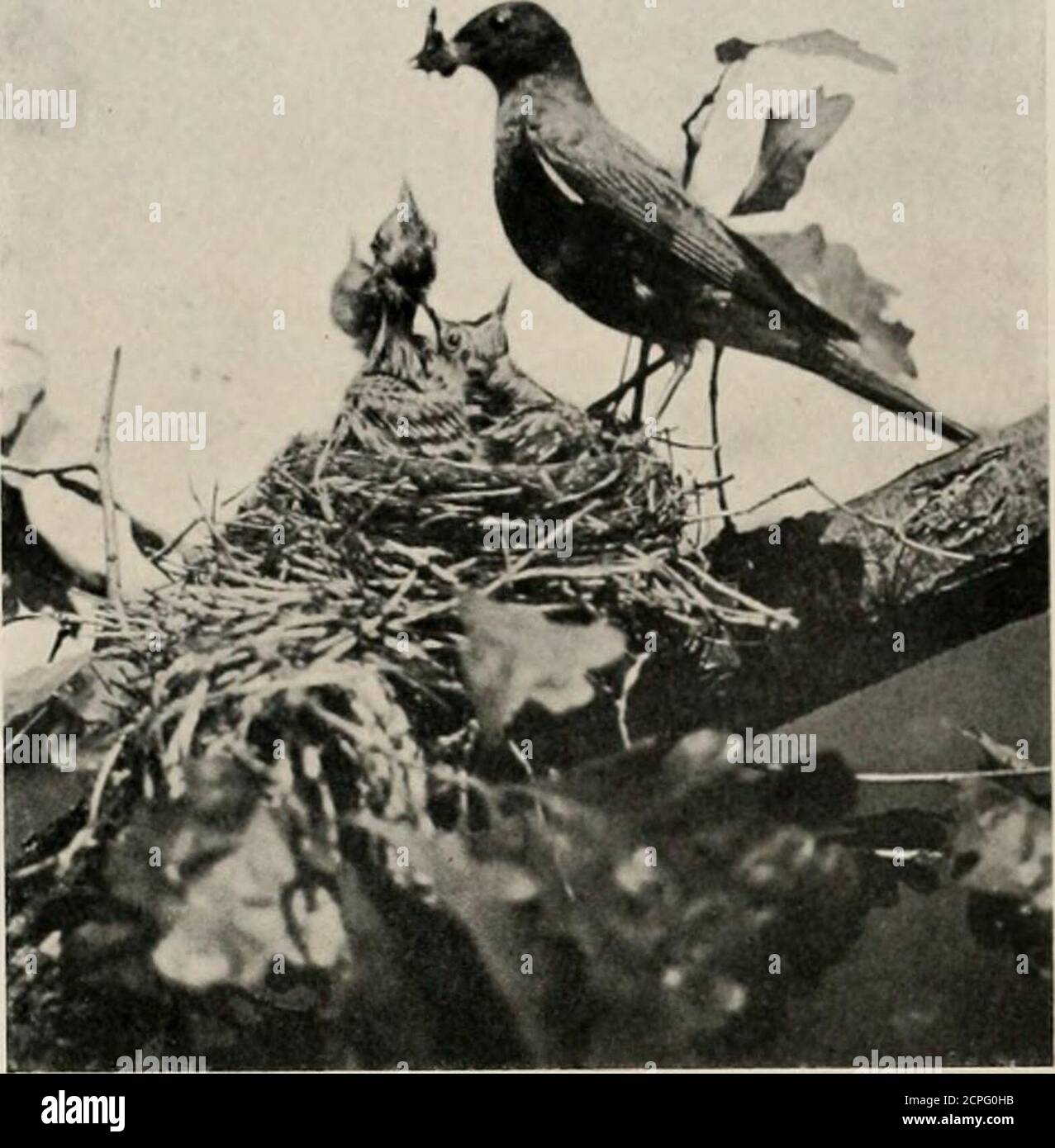 La vie à la maison des oiseaux sauvages; une nouvelle méthode d'étude et de  photographie des oiseaux . emarkableexemples d'oiseaux dont les habitudes  de nidification ont changé ces derniers temps.autrefois se
