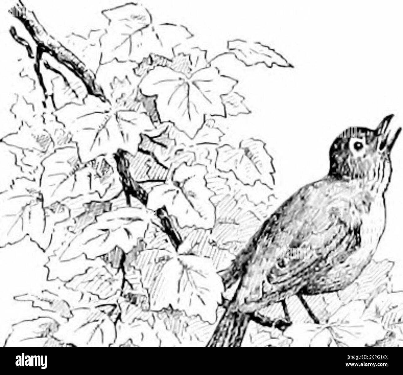 . Oiseaux à travers les années . 9K^ #K-H&gt;^4 CHAPTKR VTI NOS VOISINS D'OISEAUX W hobc housL-hiili] Wirds arc souths dans de nombreuses clés, SwceUr que instrunicnt de l'homme eer 7 pris 1 - . . Whiisii haltitatiuDS dans l'arbre tbps e t:n ]?i)j ^ Sy ^ .^,^ V^^-^ ^^^^^ à mi-chemin sur la route de Li)N(;|fell(JV. ■ ^IPI notre maison dans le pays est le centre de beaucoup d'activityon la partie des oiseaux, à la fois en raison de sa favoribelocation et aussi parce que nous n'avons pas de chats à proies uponeux. La maison se trouve sur une colline basse quelque quinze rodswest de la Nezinscot, un profond, sinueux;, sluw-déplacer rivière, ses rives W Banque D'Images