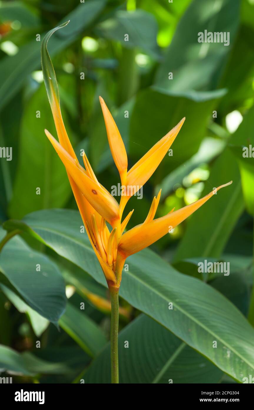 Sydney Australie, tête de fleur orange d'un Heliconia psittacorum ou fausse oiseau de paradis Banque D'Images