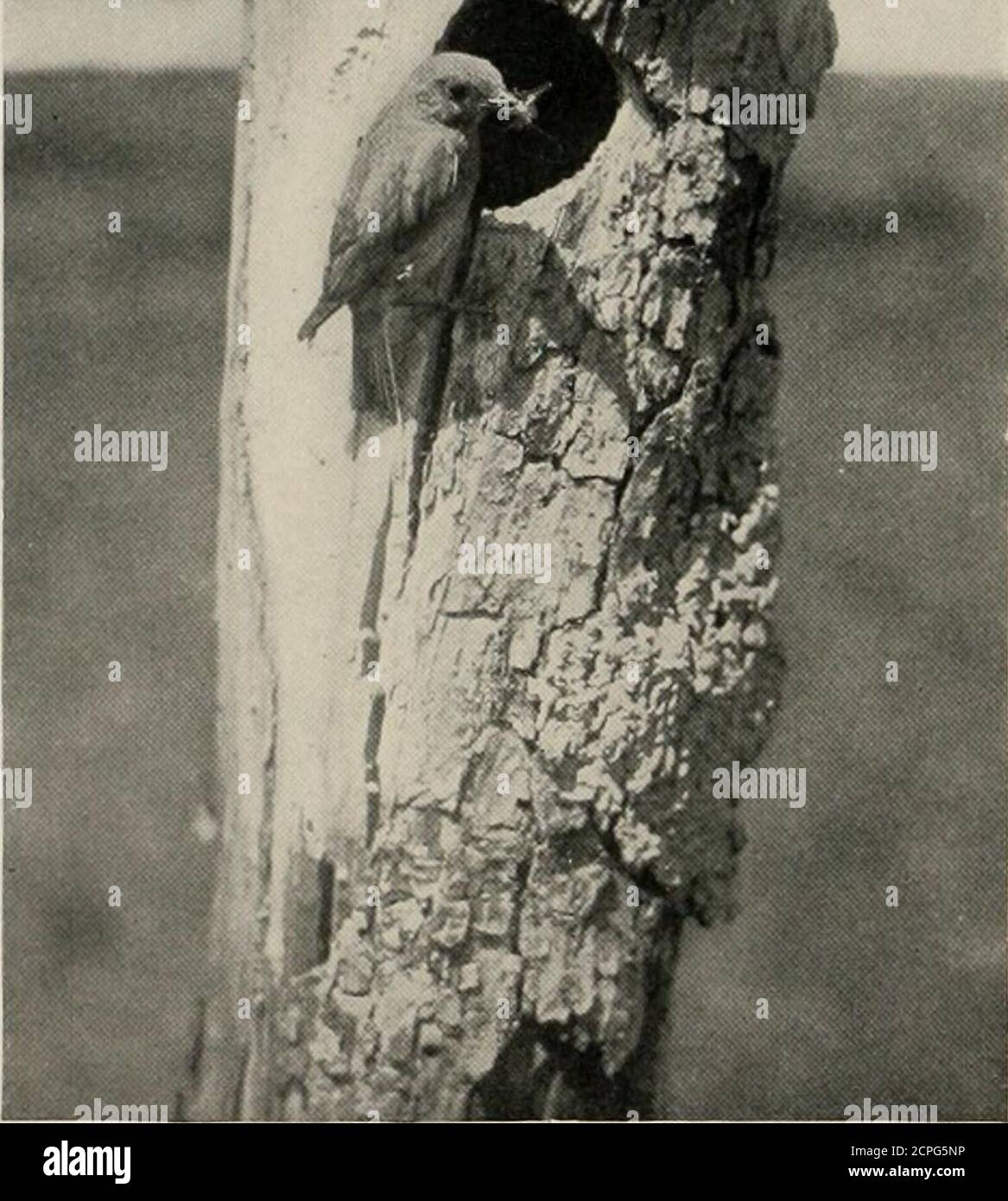La vie à la maison des oiseaux sauvages; une nouvelle méthode d'étude et de  photographie des oiseaux . a démordé et maintenant la broche morte de  l'arbre, quinze pieds de terre.