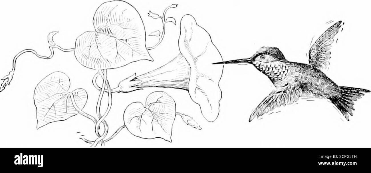 . Oiseaux à travers les années . En sortant le matin de suivi j'ai été accueilli par une inondation de chanson, invariety limitée, pour être sûr, mais tellement abondant dans le volume que tout à fait autarde l'un après le silence de la veille. Les SongSparrows en compagnie d'une douzaine ou plus ont été entendus dans toutes les directions; les Bluebirds se sont emparés de murailles à partir de postes de clôture et de téléphone; chaque érable et orme a eu son Robin, chantant comme si son coeur a bouillonné avec joie. Redwings, dans les groupes de vol rapproché, est venu toutes les heures, se reposer des forums temps dans les grands ormes, où ils ont encagé et en lambeaux glee ingrat ; des champs les Meadow Larks Banque D'Images