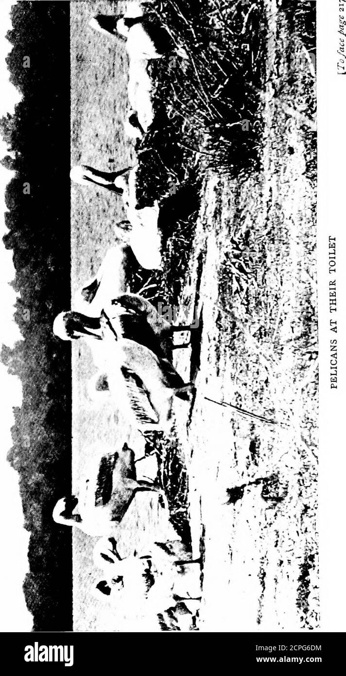 . La chasse aux oiseaux à travers l'Europe sauvage . des branches de pin, et construit un énorme feu pour la cuisine et pour se maintenir au chaud pendant la nuit. Pour garder le feu, ils avaient accumulé une grande pile de pinèdes résineux aussi grande qu'une botte de foin. Actuellement, Marco nous a servi un dîner des plus luxueux. Le premier plat consistait en un rôti de gigot d'agneau cuit à la perfection, suivi d'un plat d'apri-cottes, après quoi il y avait du café turc et des cigarettes.le café, j'ai appris, a été fait par l'une de nos su-warries, dont les seuls bagages pendant quatre jours étaient une vieille couverture, un moulin à café, et un sac de berr de café Banque D'Images