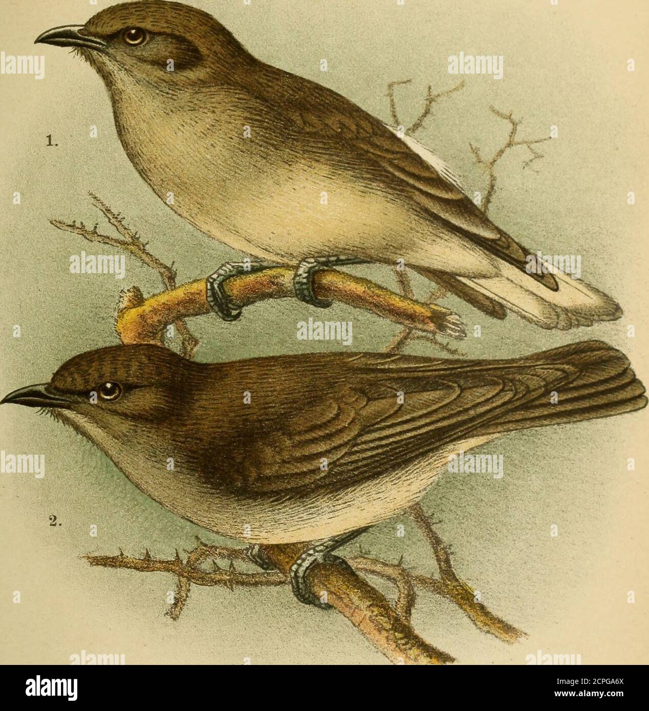 . Journal für Ornithologie . g zn Tafel XIII JProdotiscus elleribecki Erl. Figure 1. Typus. % 17. Février 1901, Fluss Daroli BEI Ginir, Arussi- Gallaland. „ la. Schwanz dieses Vogels. Figure 2. $, 5. Dezember 1900, Wonda, Abessinien. „ 2 a. Schwanz dieses Vogels. Die hellen Teile des Schwanzes BEI beiden Vögelnrein weiss. 3. FEDER mit gelblichem Saum. (Die weissen Federspitzen zu beiden Seiten desUnterückens werden wohl nur bei bestimten Gefieder-lagen (Fig. 2) barre de sécurité. Sie sind auch bei 1 vorhanden.) Erkläroug zi Tafel XIV Prodatiscws regulus Sund. Figure 1. Geschlecht unbestimmt, 12. Juin 1900 Banque D'Images