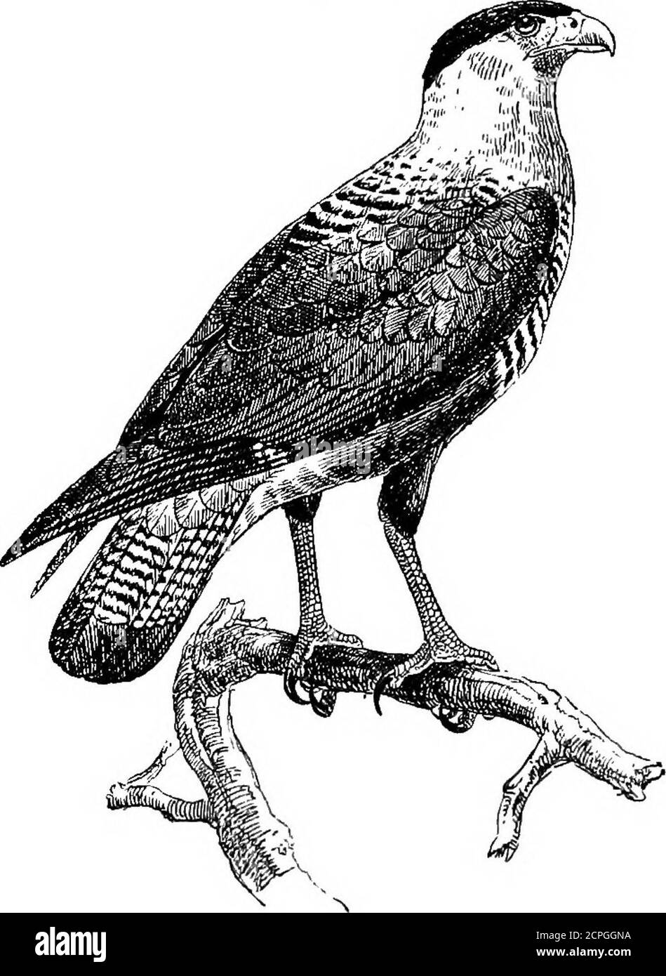 . Oiseaux : les éléments de l'ornithologie . Tlie Faucon du Groenland (Falco candicans). Visitant sur nos rivages, le Palcon du Groenland (Falco candicans).le Kestrel (Falco tinnuneulus) est un stiU plus familier Bird thanthe Sparrow-hawk, de son habitude de se braiser dans l'air, et de rester apparemment dans un endroit tout en déplaçant uraBODUOTION rapidement. I2S ses ailes. Il y a onze genres de Palcons, et au leastsoixante-dix-huit espèces, et le groupe est cosmopolite. Notre Buzzard (Buteo vulc/aris), un oiseau volumineux, court et maintenant veryscarce, appartient à un groupe de cinquante et une espèces qui est Fig, 135. T Banque D'Images