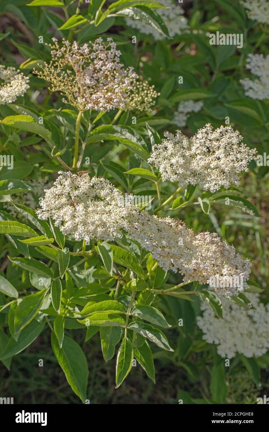 Aîné (Sambucus nigra). Plusieurs bunches de têtes plates de nombreuses fleurs blanches crème. Feuilles composées à tiges de cinq folioles à severn. ATT Banque D'Images