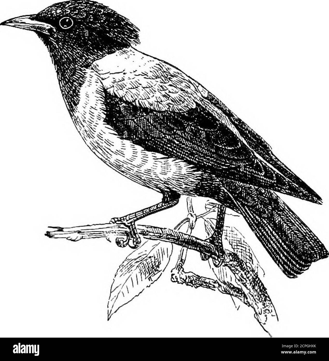 . Oiseaux : les éléments de l'ornithologie . il, ou LD&iw&sh.ev(JMotacilla luguhris), est un type de groupe presque exclusivement ancien-monde d'oiseaux —Wagtoon orPipits— Composé d'environ soixante-quatre espèces, dont une section est très semblable à notre queue de cheval, tandis qu'une autre ressemble à ourMeadow Pipit (AntTvug prdtensis), qui doit être vu sur les commats et les déchets tout au long de l'année. Le Starling commun (Stumus vulgaris), avec lequel nos lecteurs doivent être familiers ahnostall, est un exemple pratique de 112 BtBMBNTS OP OBNITHOLO&Y. un autre groupe d'oiseaux contenant environ trente-cinq espèces, qui sont exclus Banque D'Images