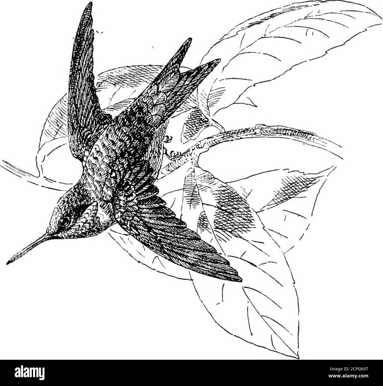 . Oiseaux : les éléments de l'ornithologie . Le suceur au miel à face de Warty {Meliphaga phrygia). Mouvement rampant sur les troncs d'arbre, qui a été comparé au mouvement d'une souris. Il a une facture beaucoup plus longue, plus mince, et courbée, et est un type de groupe, contenant environ sixteenspecies, qui est presque allié aux JSTuthlots. À l'exception des espèces mexicaines, elles sont toutes des formes de l'ancien monde et se rapportent à l'Australie. Un autre ensemble d'oiseaux australiens sont les suceurs de miel orles mangeurs de miel, qui, avec leurs longs, minces, et courbés bills, H 2 100 BLBMBNT8 ou OENITHOLOGX. Forment un très caractéristique zo Banque D'Images