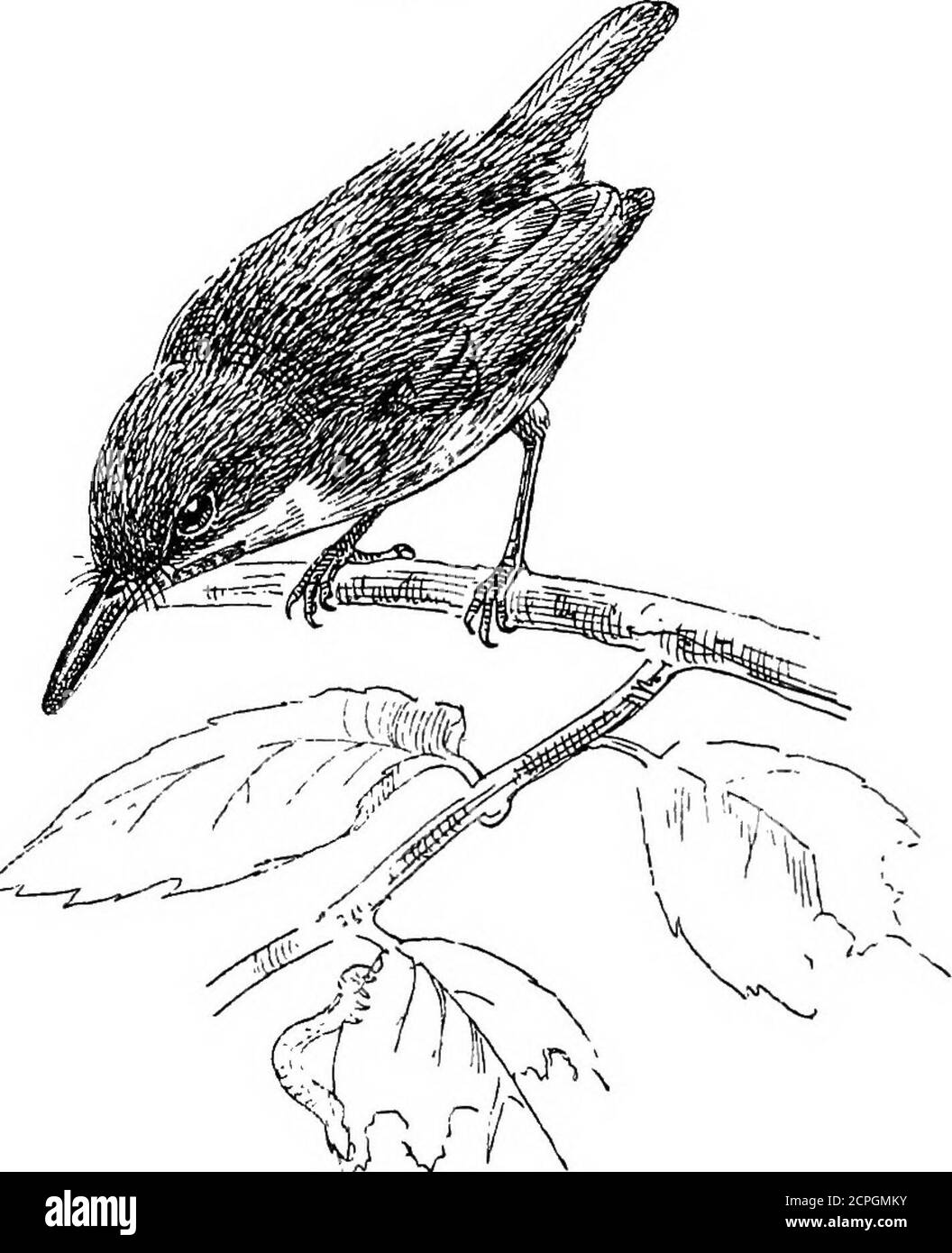 . Oiseaux : les éléments de l'ornithologie . Le Coly à dos blanc {CoUue capensis). Continent, où ils se nourrissent de fruits, fréquentant les loftiestrees. Sur la tête est une élégante crête de plumes, que theypeut élever ou enfoncer. Presque tous ont un beau INTEODrCTIIir. 8i couleur rouge sur l'aile, whioh peut être lavé avec de l'eau soapand. Cette couleur est due à la présence d'un porcmentequi a été appelé Turacine, qui a été montré tocontiennent du cuivre. Figure 83.. Le Tody vert (Todus viridis). Environ huit espèces o£ fruits-manger les oiseaux sont connus asColies, et ils sont aussi exclusivement Banque D'Images