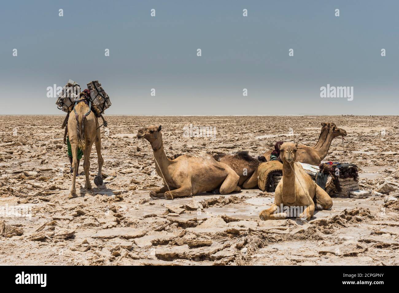 Les dromadaires se trouvent dans un lac sec de sel, sont chargés de plaques de sel, près de Dallol, la dépression de Danakil, la région d'Afar, l'Éthiopie, l'Afrique Banque D'Images