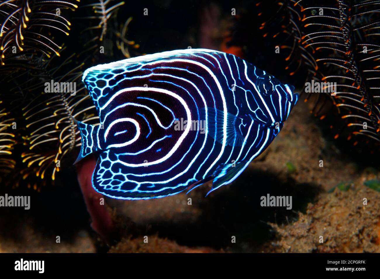 L'empereur angelfish ( Pomacanthus imperator) , forme de jeunesse, Bali, Indo-Pacifique, Indonésie, Asie Banque D'Images
