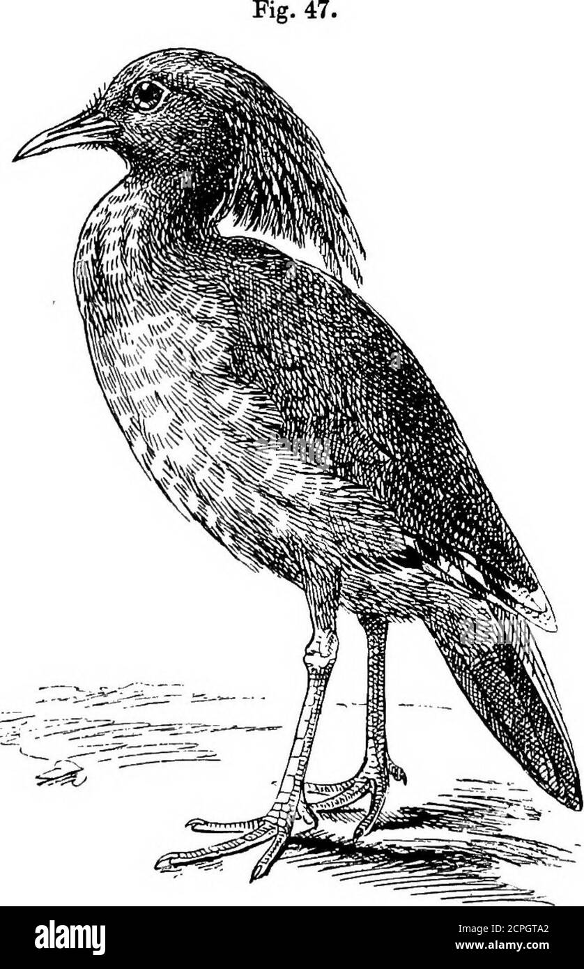 . Oiseaux : les éléments de l'ornithologie . Le Screamer Horned {Palamedea eornuta,). Y compris Austraha, bien qu'il n'y en ait pas à Madagascar ou dans l'archipel malais. Certains Bustards semblent avoir lingeredin Angleterre TIU 1845, bien qu'ils soient dit avoir désertedleurs hunts habitués sur la plaine de Salisbury vers 1810. Cependant, ils nous rendent visite occasionnellement, et au cours de l'hiver 1870-1871, pas moins de douze ont été vus, trois sur Salisbury Plainune fois de plus, et sept dans North Middlesex. Le Bustard est un 48 ÉLÉMENTS D'OBNITHOIOGT. Légumière-alimenteur, et un grand et htodsome oiseau, debout entre 3 et 4 pieds hi Banque D'Images