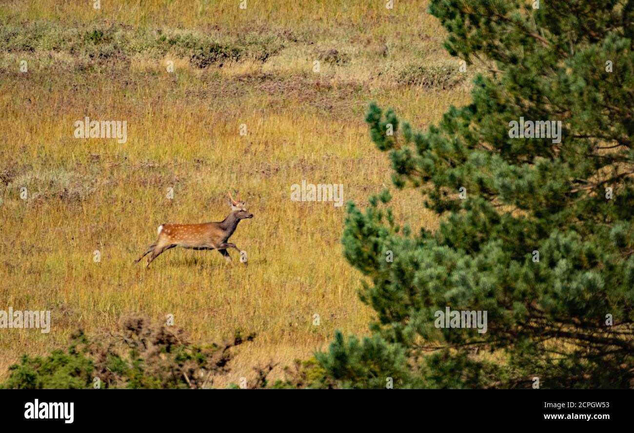 Cerf Sika béant, Arne Banque D'Images