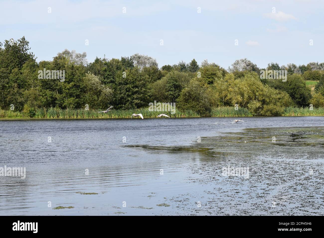 4 cygnes en vol au-dessus de crime Lake, parc national Daisy NOOK, Manchester Banque D'Images