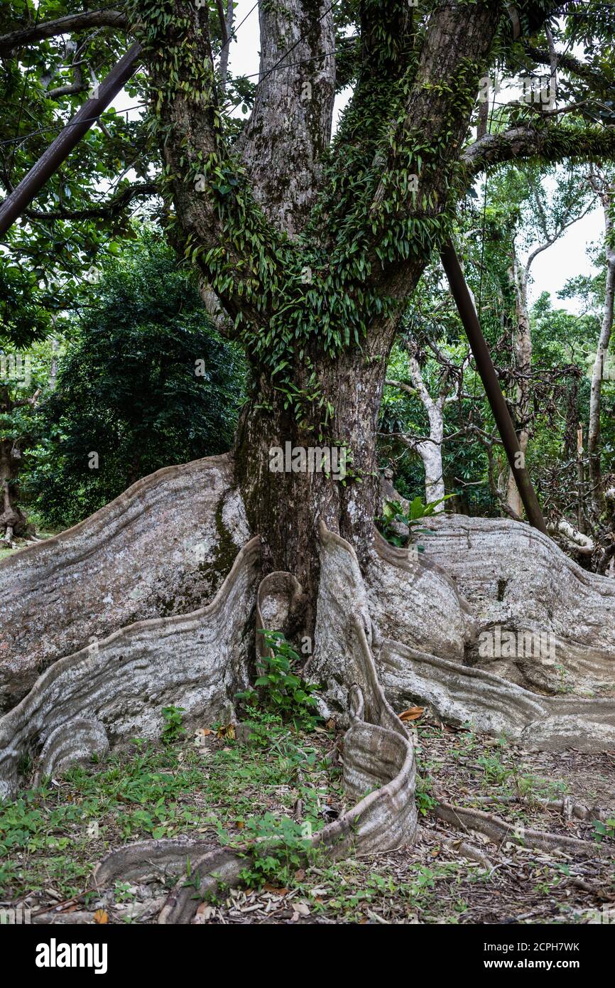 Arbre pittoresque dans l'espace de loisirs de la forêt nationale de Kenting Banque D'Images