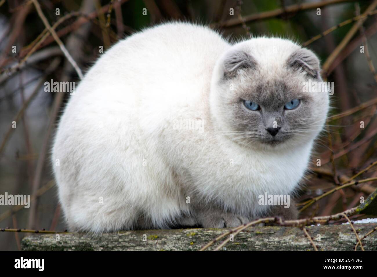 Chat assis sur le toit. Le chat sur le toit nous regarde. Banque D'Images