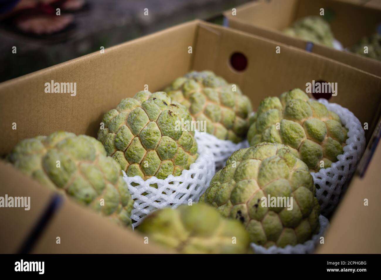 Fruit Noni, eau courante, côte est de Taïwan Banque D'Images