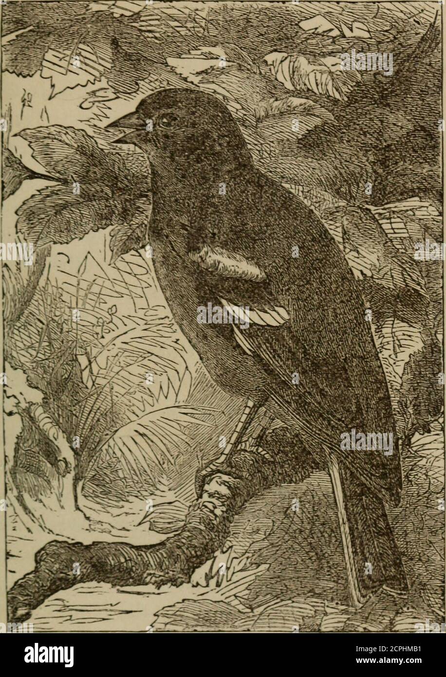 . Les garçons et les oiseaux; ou, la mission de Mlle Truat . Figure 53.—Finches Building Nest. Le Chaffinch, une belle photo dont Ihod vous montre, est un oiseau commun sur la plupart de l'Europe, et est appelé par les Allemands le * NobleBird. (Fig. 54) l'oiseau mâle est noir profond sur le front, le plus therest de la tête et du cou étant gris cendré, brun sur le dos, passant dans un rouge riche sur les parties inférieures du corps, et ce qui s'estompe en blanc sur les abdo- GARÇONS ET LES OISEAUX. 2G3. Figure 54.—Chaffinch. Hommes. Les ailes sont marquées par deux visiblement blanches nues. Les finches sont d'autant plus moins musicales et attirent-ive oiseaux, et un Banque D'Images