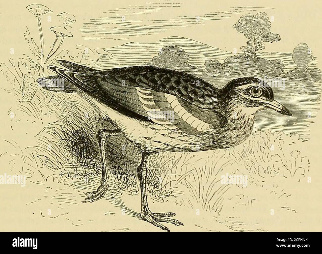 . Le livre de Cassell des oiseaux . héritier bas-pattes minces. Les orteils, quatre en nombre, sont très minces, les trois à l'avant sont reliés par une peau, et meublées avec des griffes étroites, aiguisées, et presque droites. Le plumage, qui varie mais peu d'éithérien chez les sexes ou à différentes saisons de l'année, est très semblable chez toutes les espèces. Les Pratincoles, ou les perdrix de mer comme on les appelle sur le continent, habitent les tempérés LES MARCHEURS DE PILOTIS. 13 et des parties chaudes de l'hémisphère est, et fréquente les frontières des lacs et des rivières dans la divinité des montagnes. Comme la Swallow, ils cherchent leurs entrées Banque D'Images
